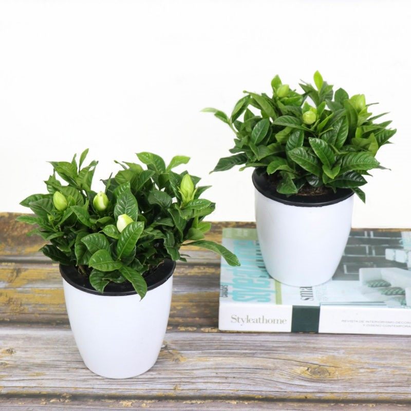 Plants that do not see the sun are soaked in water, and the flower aldehyde hydroponic flower house is potted indoor plant bonsai