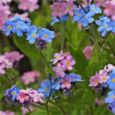 勿忘我花种子勿忘草花种籽子矮牵牛鸡冠花太阳花花籽四季花卉种章 勿忘我花种子勿忘草花种籽子矮牵牛鸡冠花太阳花花籽四季花卉种章