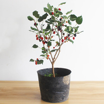 Mulberry saplings grafted mulberry trees Taiwan long-fruited mulberries seedless Big Ten mulberry seedlings large-leaf mulberry trees planted throughout the country in all seasons