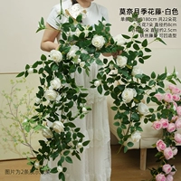 Лоза белой розы Моне длиной 1,8 метра