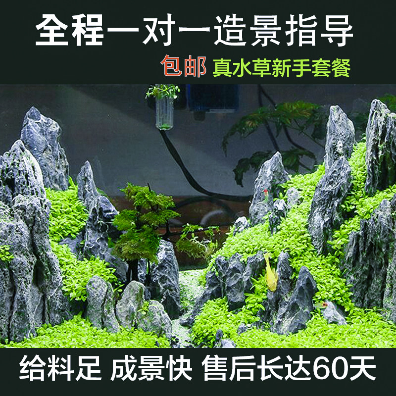 Fish tank landscaping decoration package aquarium real water grass green dragon stone pine skin water grass mud sinking wood landscaping stone