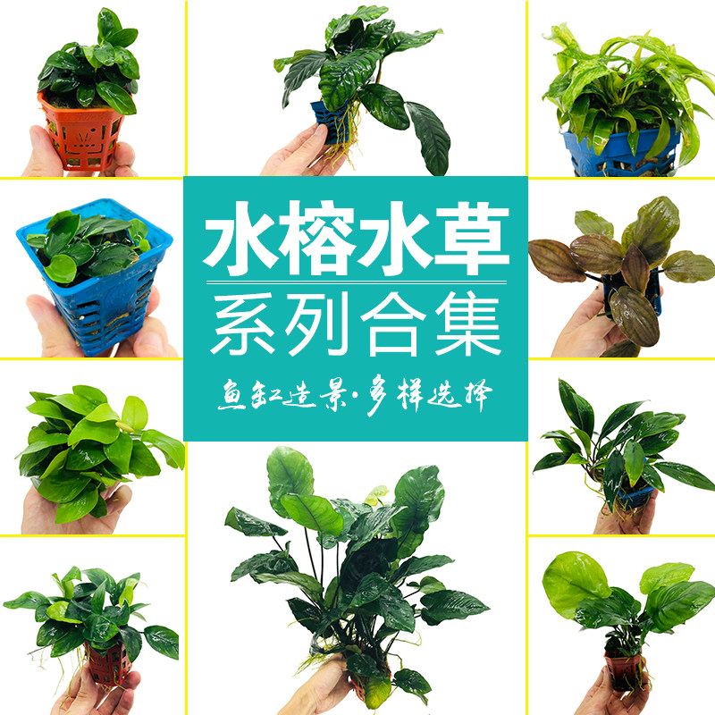 Water banyan freshwater grass fish tank landscaping aquatic plants living lazy sinking wood four seasons oxygenation purification water negative grass