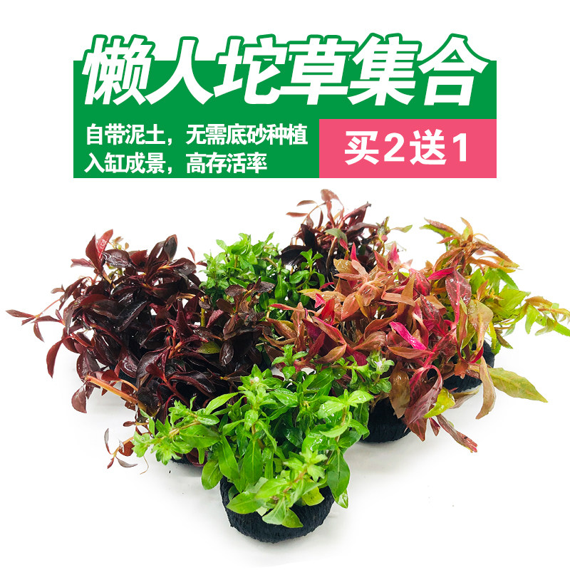 Pig-shaped fish tank lazy vegetable plant package Crown Royan floor on the short pearl live foreground real water