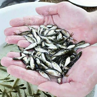 T17-белые утренние саженцы от 2 до 4 см 1 бесплатно, чтобы получить только 10