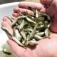 F40-Grass Carp Seedinglings от 2 до 4 см 30 бесплатно, чтобы получить 3 анти-пожилки