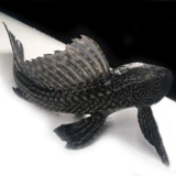 Небольшая нижняя рыба видит рыбу, енота золотая рыба, рыба, рыба, леопардовые узоры, королева Хуандаофу, Цин Даофу