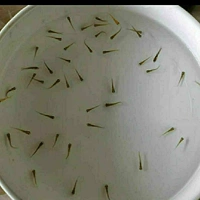 D71-300 саженцы рыбы случайной рыбы 1 см