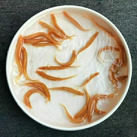 F11-Gold Lover 5–8 см 50