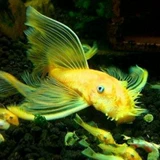 Небольшая нижняя рыба видит рыбу, енота золотая рыба, рыба, рыба, леопардовые узоры, королева Хуандаофу, Цин Даофу