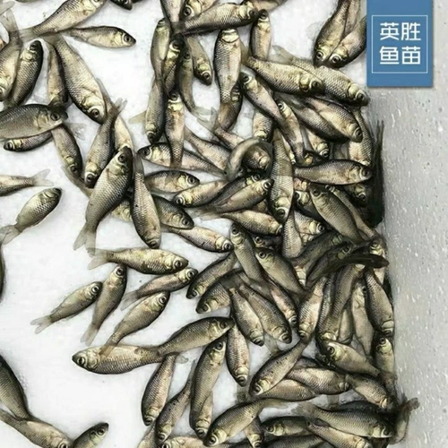 Сом черная рыба жарена карп, сом, сома Большая голова сома цветок, белый сомок и травяная карпа