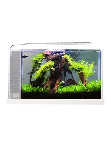 Экологическая бутылочка рыбака рыба -фермерский фермерский фермерский бассейн дома мини -мини.Маленький аквариум -аквариум аквариум по декоративному офису