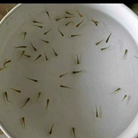 D73-200 Случайный 1 см Фрай рыбы