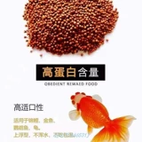 (Весенняя рекламная реклама снижение пельменов) Золотая рыбка кормит рыбную рыбу рыб