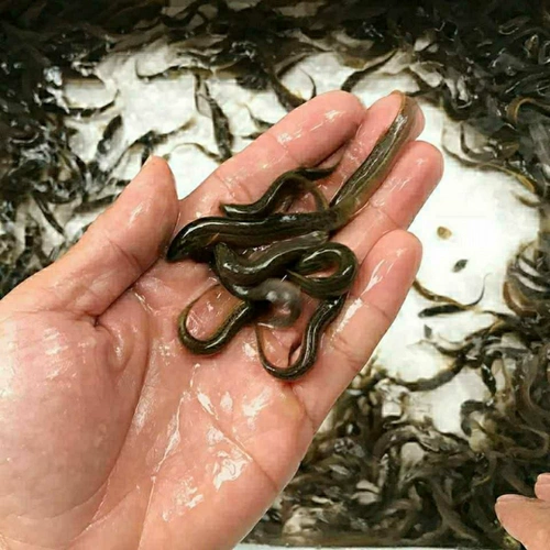 Сом черная рыба жарена карп, сом, сома Большая голова сома цветок, белый сомок и травяная карпа