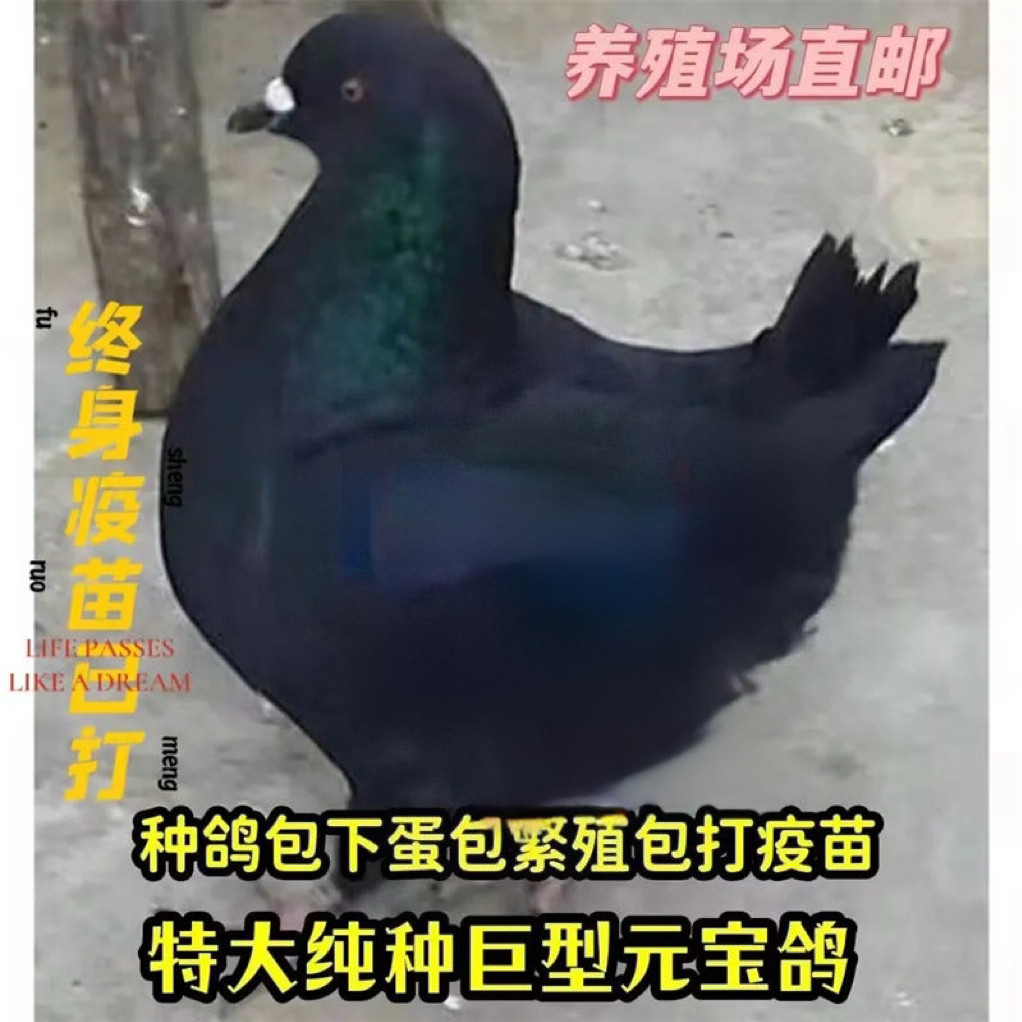 🌟【纯种元宝鸽】带你领略皇家观赏鸽的魅力，一对就送你一个温馨小家庭🏠💕 鸟 淘宝好物网 