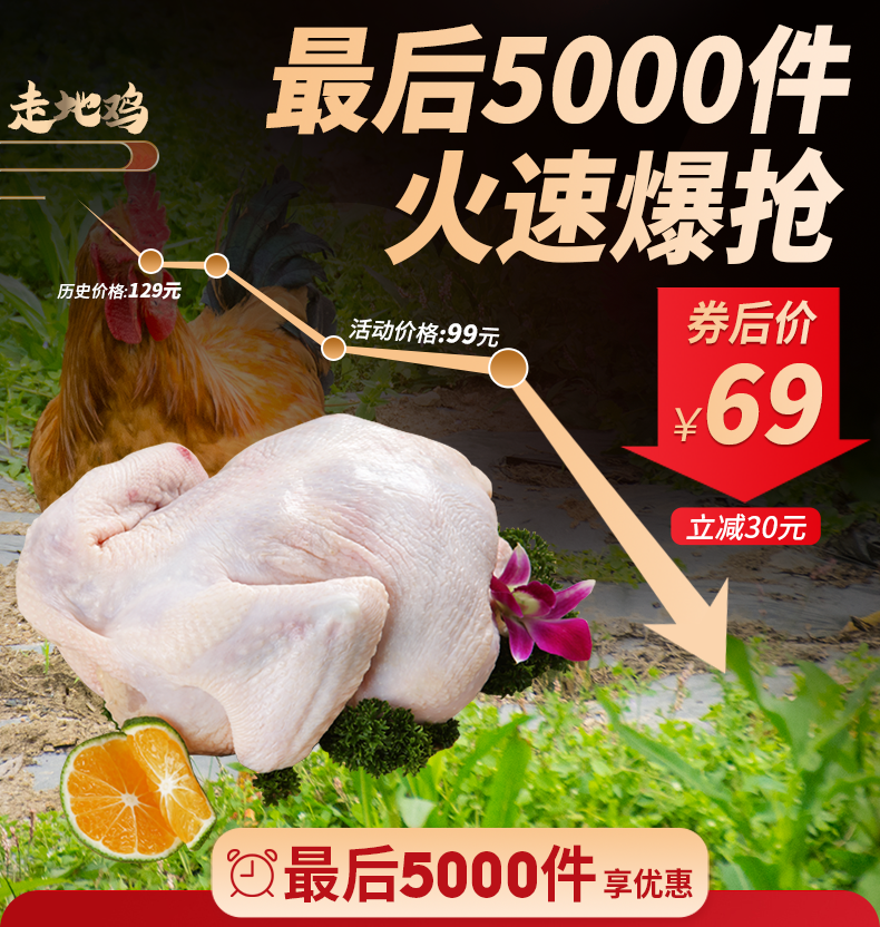彦伯 散养走地鸡 三黄鸡 单只净重670g以上 图2