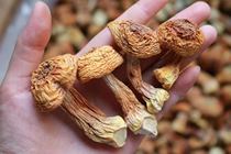 Agaricus blazei Murder soup is delicious and rich stewed chicken is a good choice of color good new product 500g