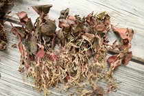 Red Xia whole plant Anoectochilus edible Chinese herbal medicine natural foot dry color good fresh goods soup material 50 grams of tea