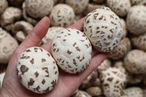 Large mushrooms large meat thick round smell strong mushroom steamed chicken home soup strong fragrance delicious 500g