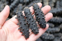 Sea cucumber comes from pure sea area nutritious and rich taste waxy big bubble rate ginseng meat solid texture smooth and tender 250g.