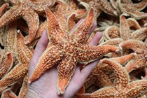 The nutritional value of starfish is comparable to that of sea cucumbers. It is recommended to use starfish as accessories to cook broth. Children can also eat 500g.