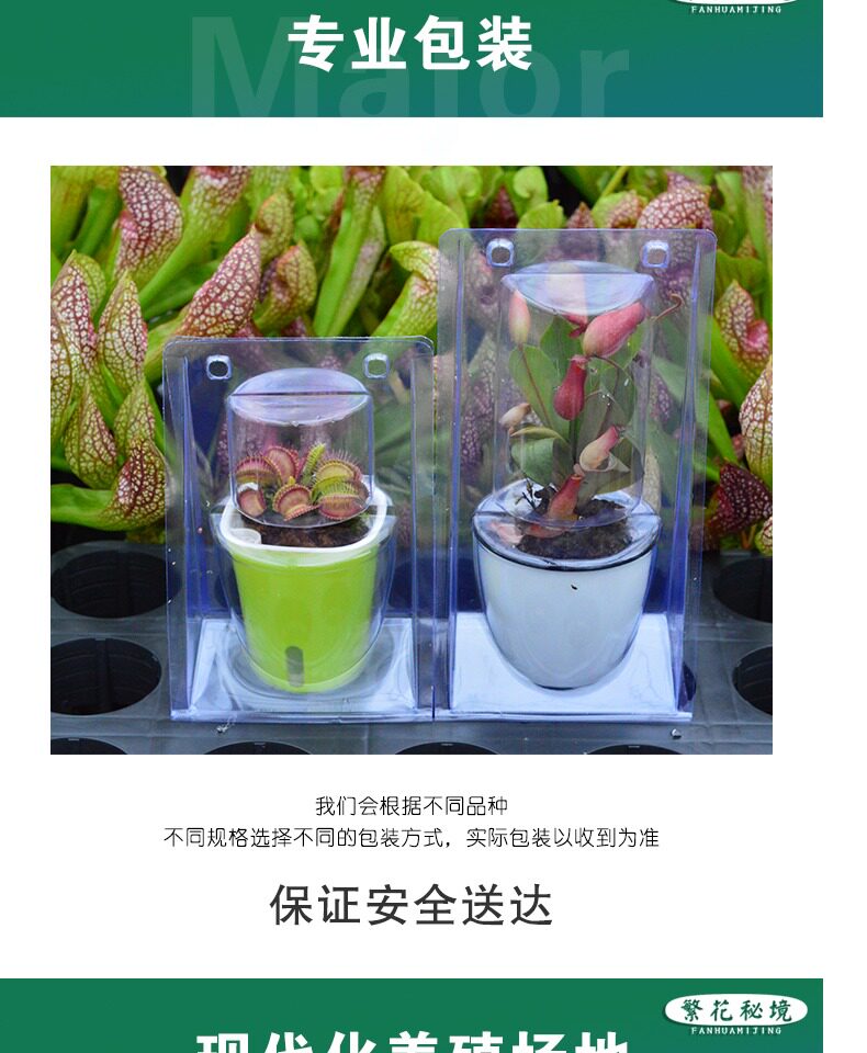 насекомоядное растение 狸藻水生陆生雨林缸耐阴植物禾叶小白兔挖耳草小型盆栽食虫植物