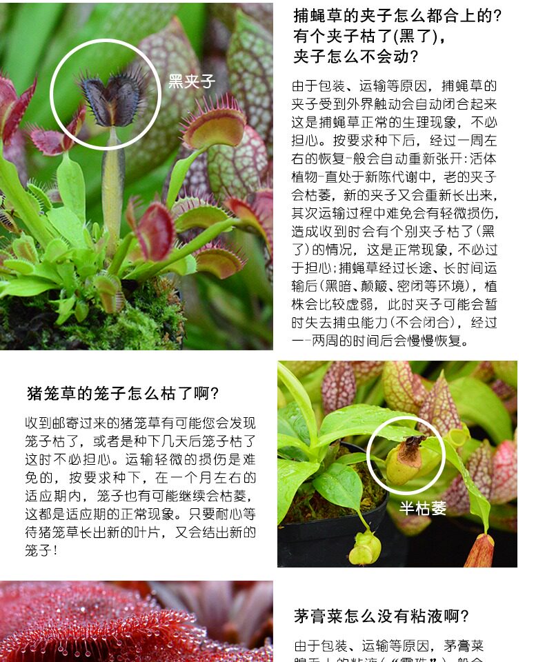 насекомоядное растение 狸藻水生陆生雨林缸耐阴植物禾叶小白兔挖耳草小型盆栽食虫植物