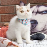 Шарф, слюнявчик, шейный платок, мультяшный аксессуар