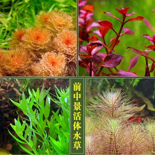 Рыбная травяная бак декоративная вода трава ландшафтная пакет