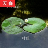 Рыба -аквариум для утки водные травы