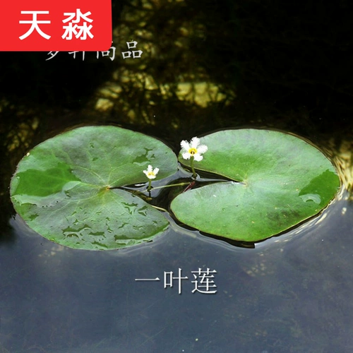 Рыба -аквариум для утки водные травы