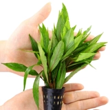 Рыбная травяная бак декоративная вода трава ландшафтная пакет