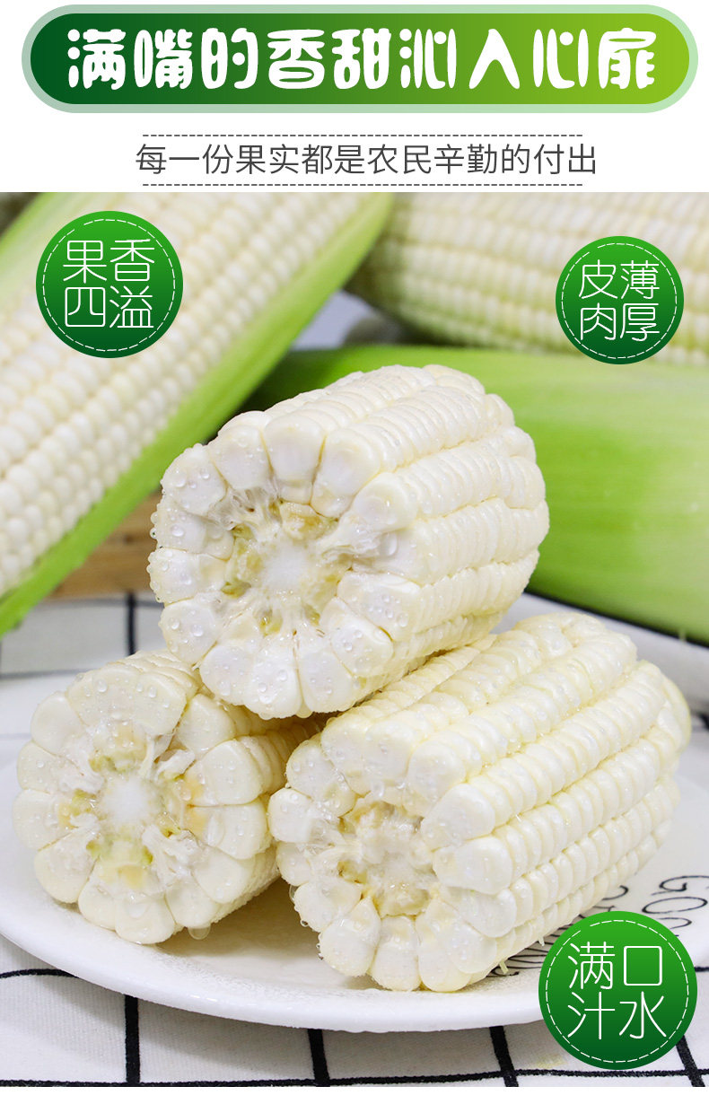 新鲜现摘爆甜白玉米 10斤 图2
