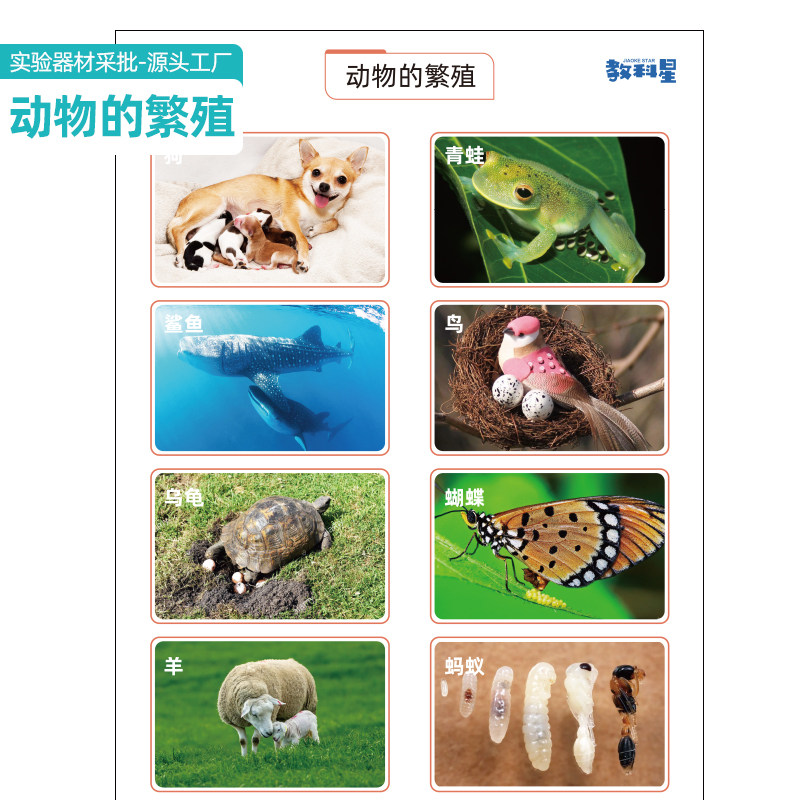 儿童科学实验教具 小学生自然科学教具 动物繁殖知识胎生与卵生分类