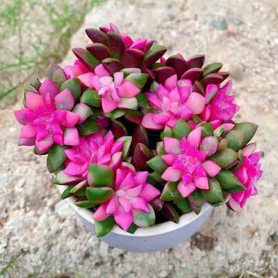 多肉植物吹雪之松锦群生多头卡日松锦客厅花卉盆栽特价绿植