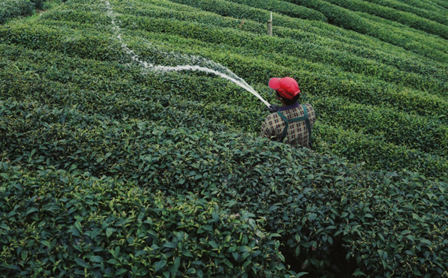 袋泡茶茉莉花茶冷萃茶金萱乌龙茶冷泡茶32包