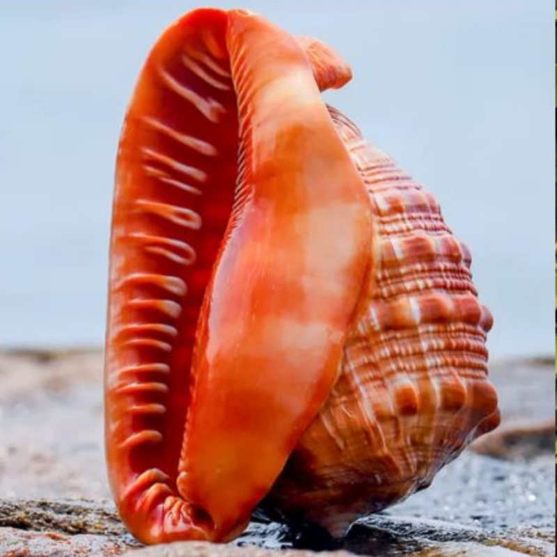 Natural sea snail shells Wanbao snail Big Four Stud Home Collection Specimens Decorated fish tank Scenery Shooting Props-Taobao