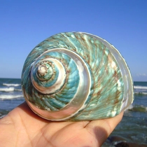 Natural conch shell extra large green salamander large green snail aquarium landscaping Mediterranean home collection ornaments