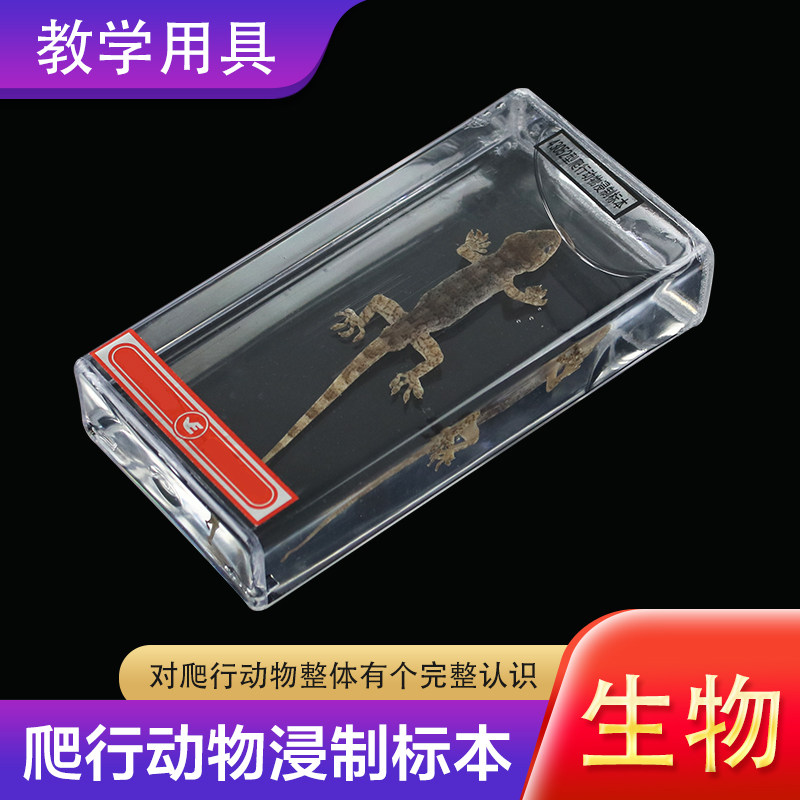 爬行浸动物浸制标本43052爬行类动物浸制标本高中初中小学科学生物标本 实验器材 教学仪器