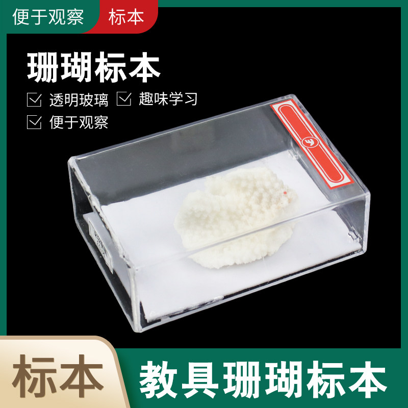珊瑚标本 小学初高中生物教学仪器实验器材教具