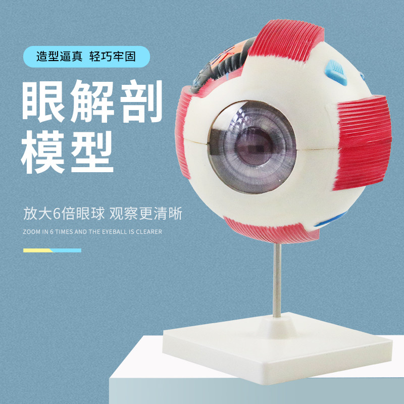眼球模型 6倍人体放大眼球模型 五官科眼睛构造解剖模型医学39054构造模型生物演示小学科学教具教学仪器
