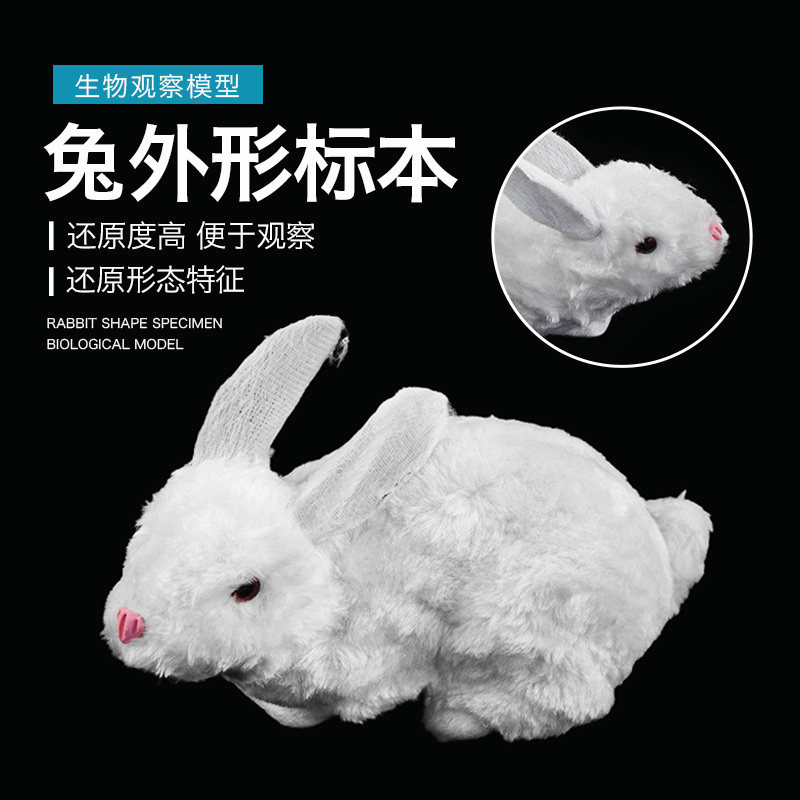 兔外形标本J43152兔模型小学科学实验器材学生用学具生物课教学教具仪器