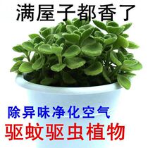 With scented green plant Touch Incense Indoor Potted Room Potted Living Room Apart From Taint Purifying Air Plant Mosquito Repellent A Rag Of Flowers
