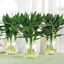Fugui Hydroponic Plant Guanyin Bamboo Indoor Potted Flowers Office Water Raising Bonsai Green Plant to Absorb Formaldehyde