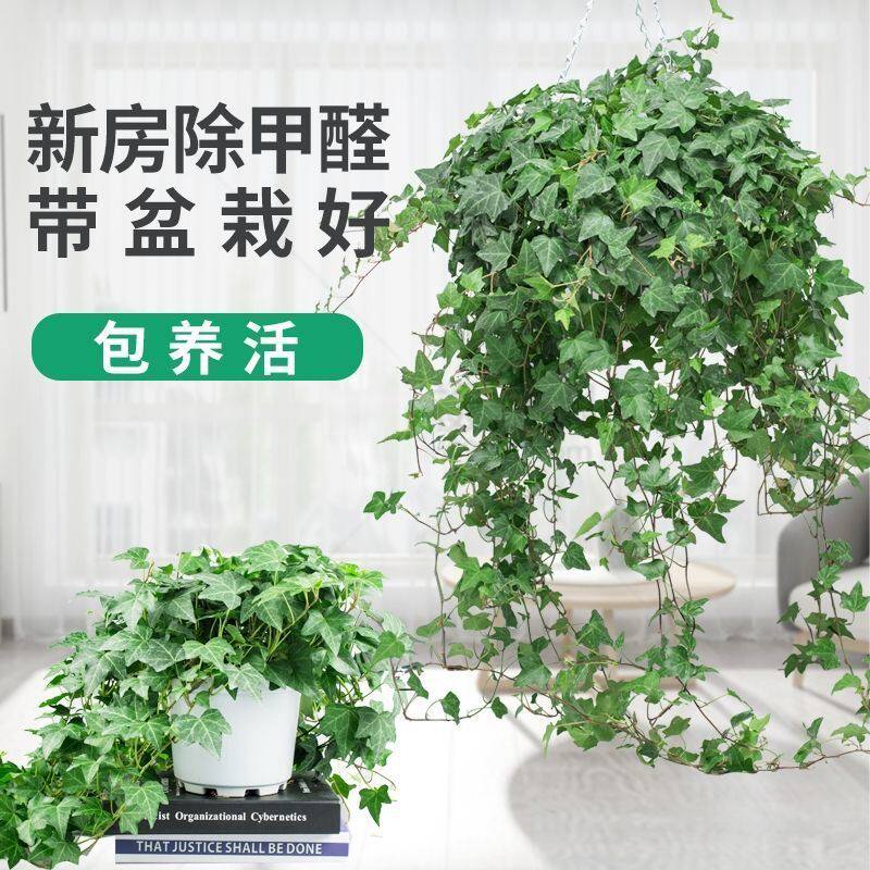 Ivy Potted plant Good raising plant Indoor hanging Lan Long spring vines Absorbing Formaldehyde Hydroponic Climbing Vines Hang Evergreen Vines Green Vegetation