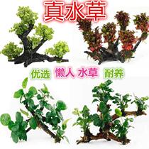 Three-head multi-head sunken wood water grass fish tank landscaping decoration water grass water Banyan red rose sunken wood water grass