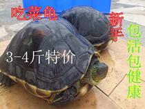5 25 yuan to send turtle food Chinese flower turtle grass turtle pet turtle Pearl glans
