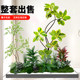 Simulated Plant Landscaping for Balcony, Indoor Staircase Decoration with Artificial Flower Trees, Bionic Green Plant Landscaping Combination
