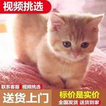 Chinese pastoral cat purebred orange cat tabby civet cat white cat pure black black cat cow cat calico cat live cub