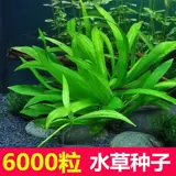 Рыба аквариума водная трава семена Аквариум Украшение быстро